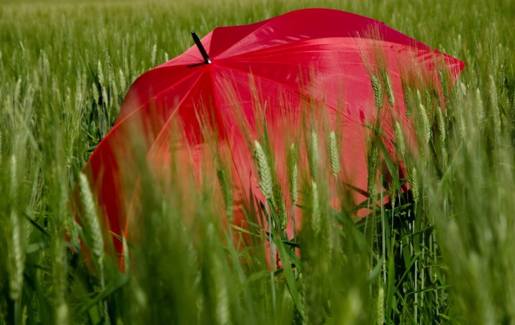 Red umbrella in a green field representing pre-monsoon preparation for mulch films and crop protection