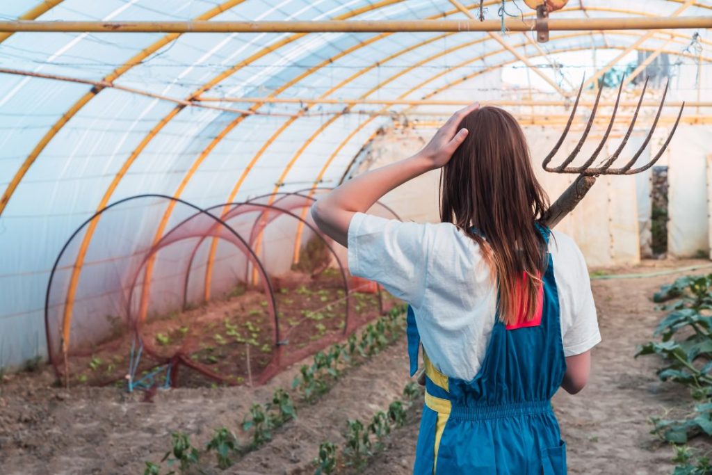 Farmer inspecting crops under mulch film and shade net setup