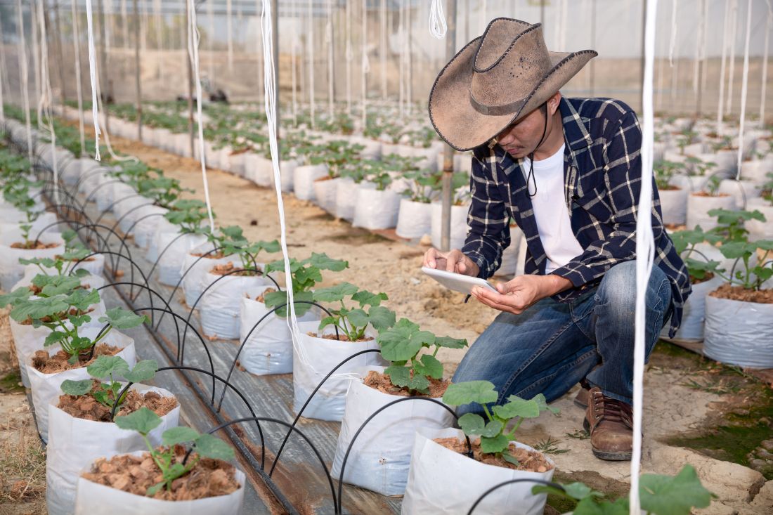 Farmer inspecting vegetable plants with drip irrigation, showing modern farming support with agricultural mulch film and crop protection.